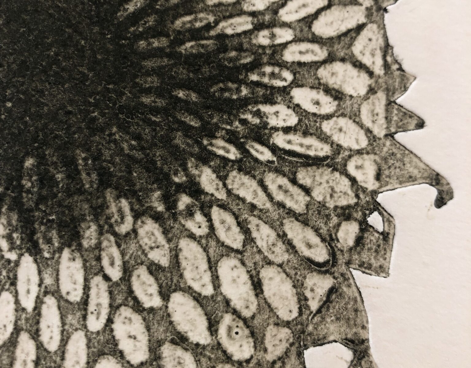 Collograph print of a sunflower by Natalie